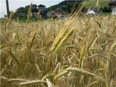 Sostegno dalla Provincia per chi coltiva grano in maniera ecologicamente compatibile (Foto USP)