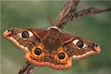 Un esemplare di Saturnia pavonia (FOTO: Peter Buchner)