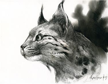 Corso di disegno naturalistico al Museo di Scienze Naturali