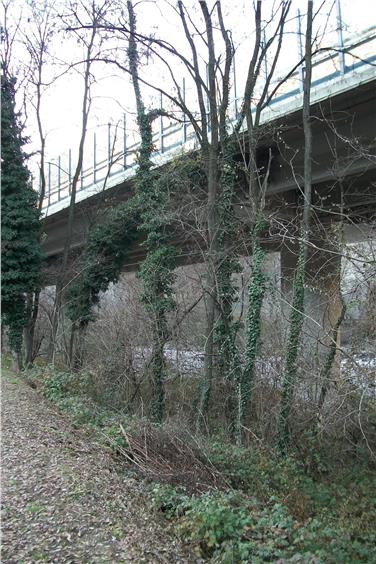 Le acacie cresciute eccessivamente costituiscono un potenziale pericolo per i veicoli in transito sull'autostrada e verranno tagliate  (Foto: USP/Sistemazione Bacini Montani Nord)