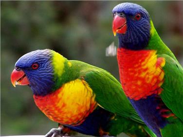 Il lorichetto arcobaleno è una delle 59 specie di uccelli esotici ammesse senza autorizzazione (Foto: USP)