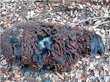 Questa pecora è stata sbranata da un cane e non da un lupo. Lo certificano le prove sul DNA eseguite presso la Fondazione Edmund Mach di San Michele all'Adige (Foto: USP/Ufficio Caccia e Pesca)
