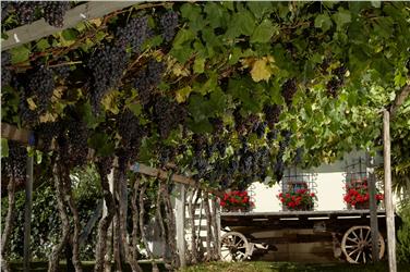 Un'immagine del Museo provinciale del vino che ha sede a Caldaro