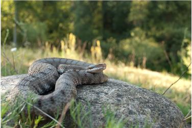 La vipera, uno dei serpenti più diffusi in Alto Adige