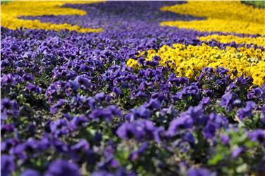 Migliaia di viole distribuite gratis sabato 15 nei punti allestiti a Merano: la buona Pasqua dei Giardini Trauttmansdorff