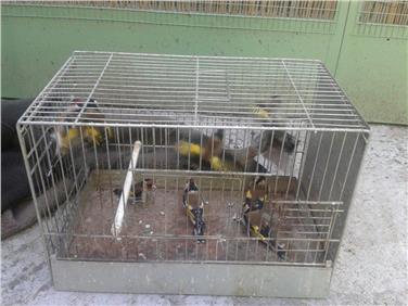 Alcuni dei cardellini detenuti illegalmente nei pressi di Appiano (Foto USP/Corpo forestale provinciale)