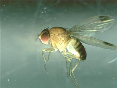 Il parassita Drosophila suzukii attacca la polpa dei frutti nella fase della maturazione deponendovi le proprie uova e compromettendone lo sviluppo (Foto: Centro sperimentazione Laimburg)