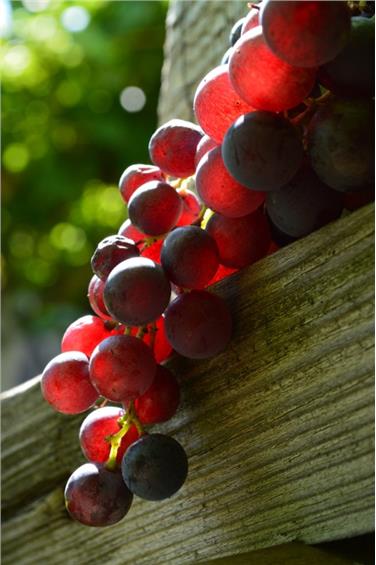 Gli antichi vitigni saranno protagonisti al Museo del vino sabato 3 giugno