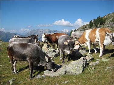 Bovini all'alpeggio: a partire da oggi il registro per la movimentazione degli animali diventa digitale (Foto USP)