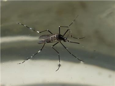 Esemplare femminile di zanzara tigre adulta (Foto: Laboratorio biologico Agenzia provinciale per l'ambiente)