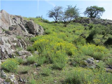 Azione congiunta di Stazione forestale di Egna, Comune di Montagna e AVS di sradicazione di piante di senecione sudafricano a Castelfeder (Foto: USP/Ufficio pianificazione forestale)