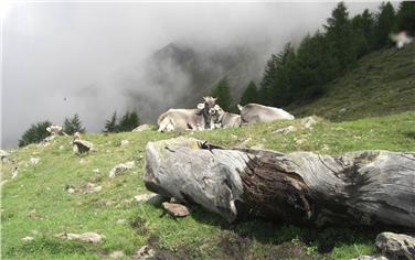 Al via un corso di formazione per lavorare in malga (Foto USP)
