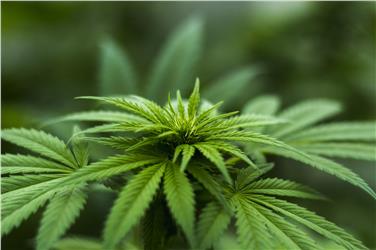 Un'immagine della pianta di Cannabis (Foto www.pixabay.com)